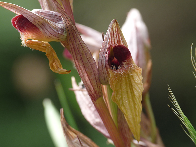 A Corf: altra Serapias cordigera?